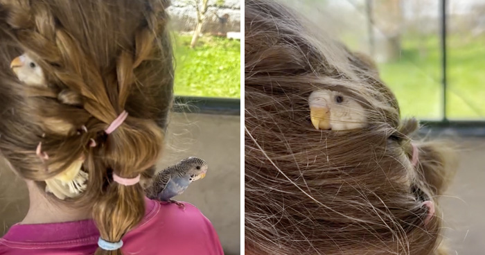 “I’ve Never Seen This Before”: Animal-Trainer Stunned After A Budgie Naps In His Daughter’s Hair