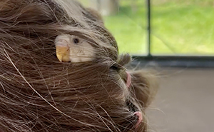 “I’ve Never Seen This Before”: Animal-Trainer Stunned After A Budgie Naps In His Daughter’s Hair
