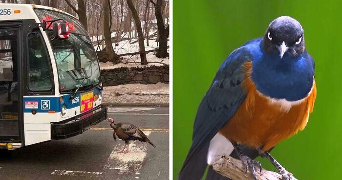 54 Hilarious Photos Of Angry Birds Showing Just How Mean They Can Be (New Pics)