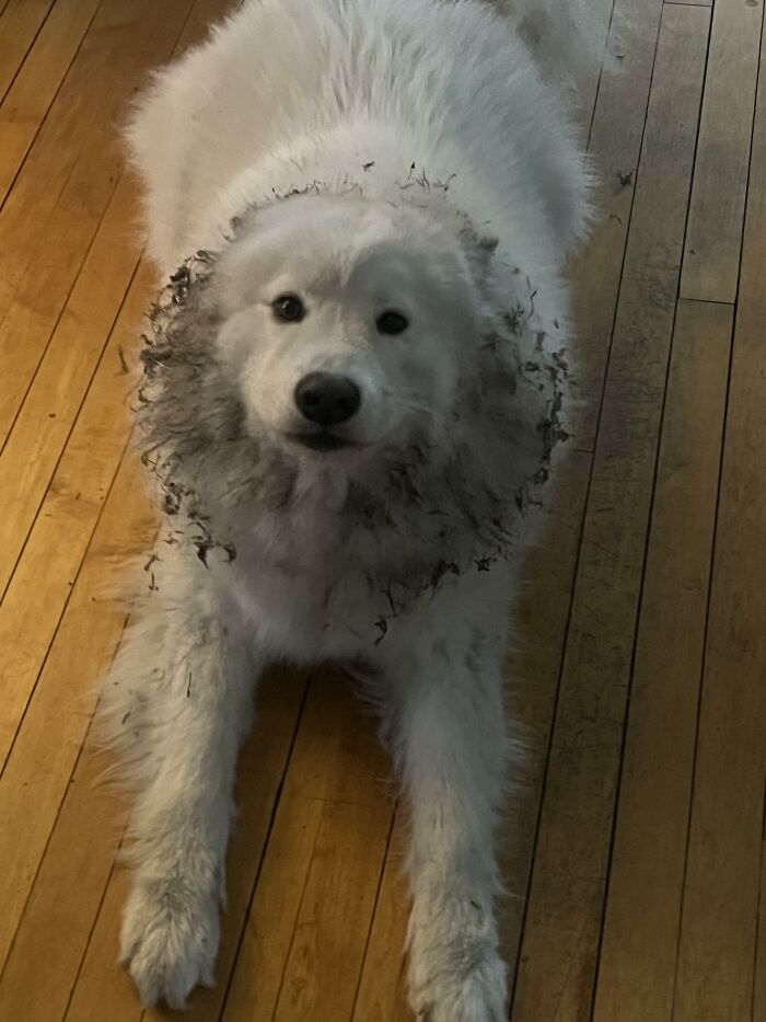 Fluffy white dog covered in dirt and debris on wooden floor