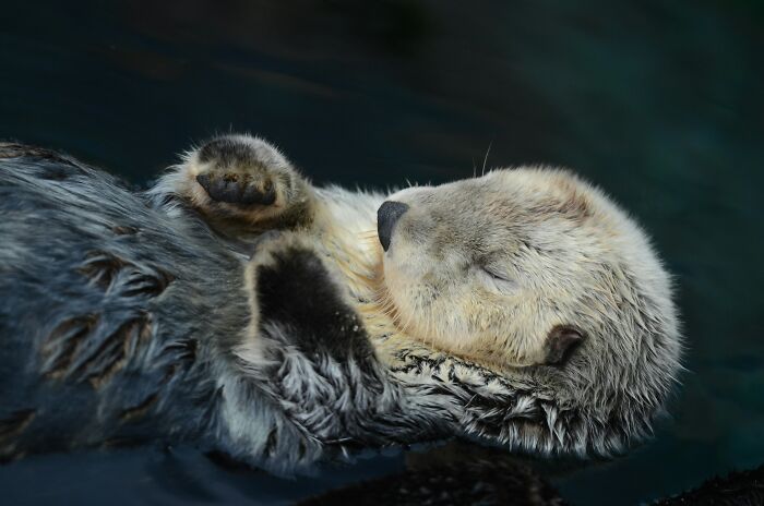 Close-up of a sleeping sea otter floating on its back, a cute resting habit that keeps it warm. Close-up of a sleeping sea otter floating on its back, a cute resting habit that keeps it warm.