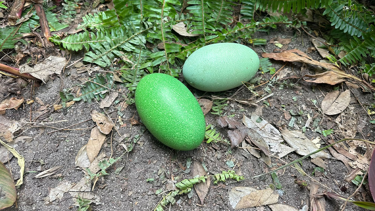 Adelaide Zoo Celebrates A Rare Milestone As Cassowary Couple Lays Three Stunning Green Eggs