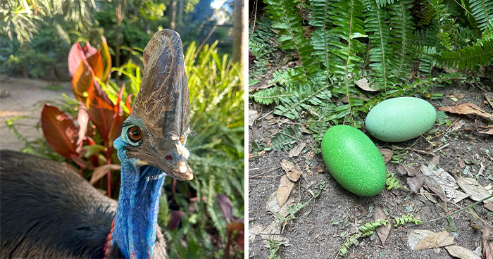Adelaide Zoo Celebrates A Rare Milestone As Cassowary Couple Lays Three Stunning Green Eggs