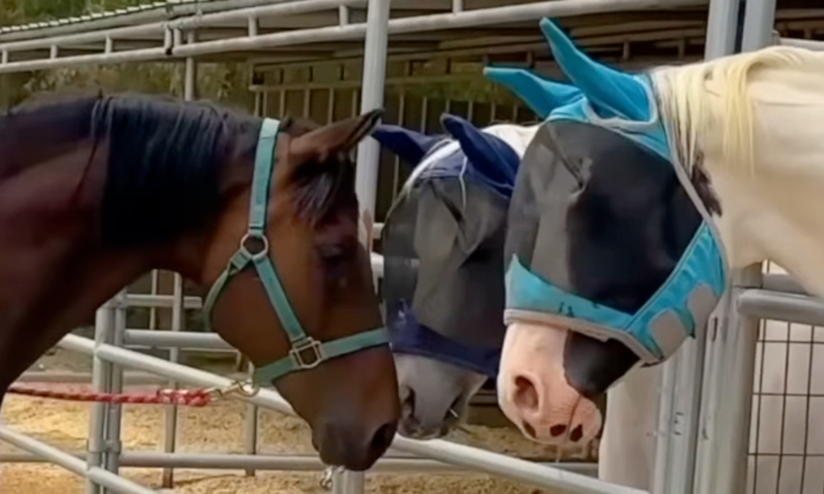 Rescued Senior Horse Finds Love After Being Bullied By His Herd