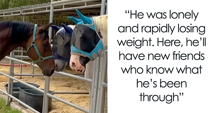 Rescued Senior Horse Finds Love After Being Bullied By His Herd