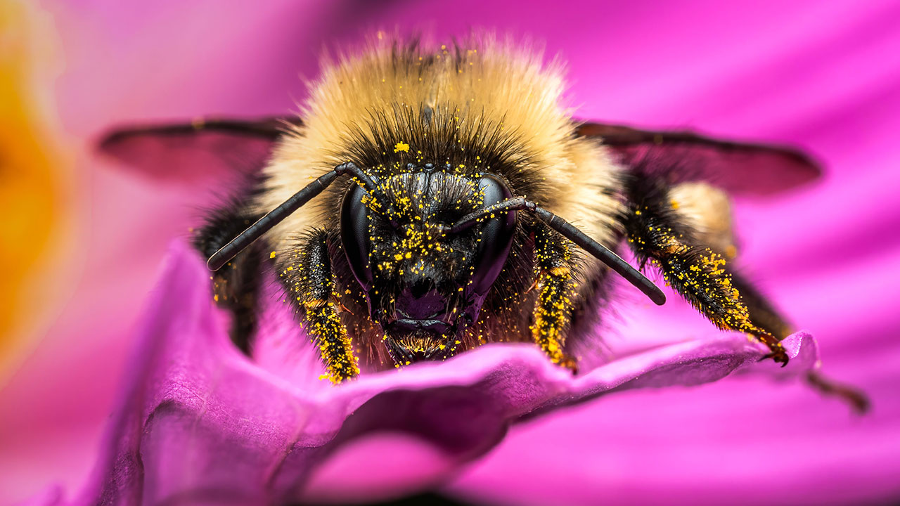Bumblebees Just Solved A Puzzle That Scientists Once Used To Test Chimpanzees