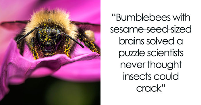 Bumblebees Just Solved A Puzzle That Scientists Once Used To Test Chimpanzees