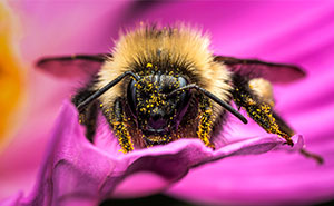 Bumblebees Just Solved A Puzzle That Scientists Once Used To Test Chimpanzees