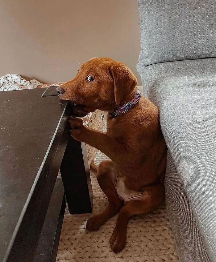 Brown dog chewing on the edge of a wooden table indoors