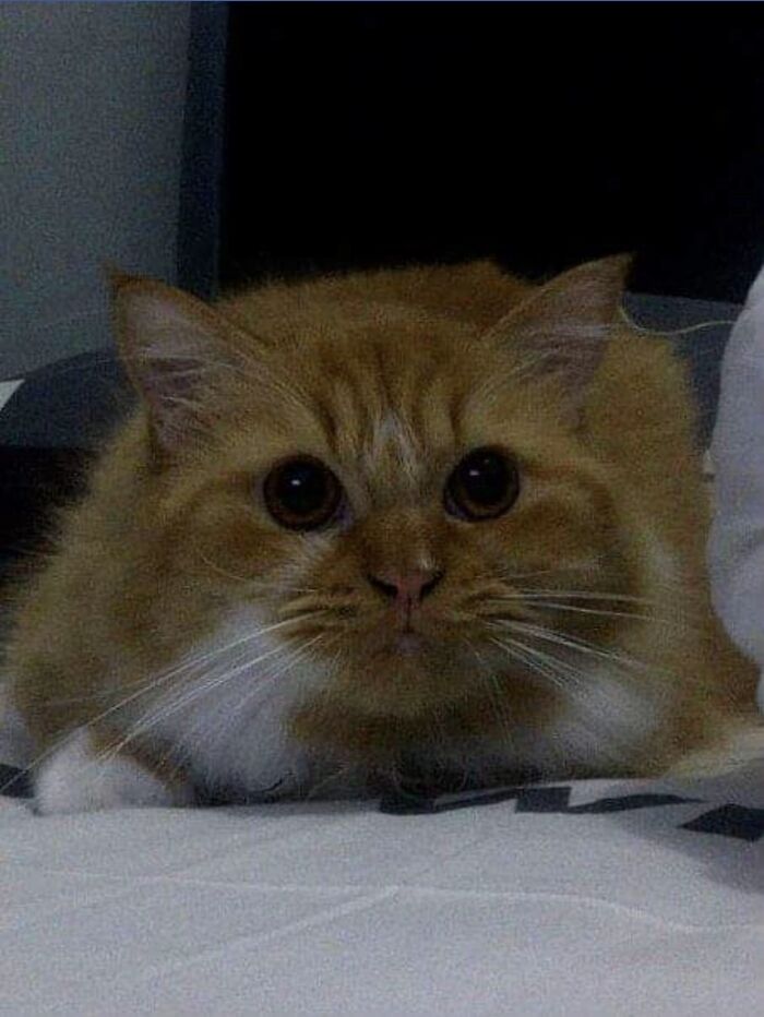 Close-up of a fluffy orange cat in viral TikTok trend of life stories lived alongside pets