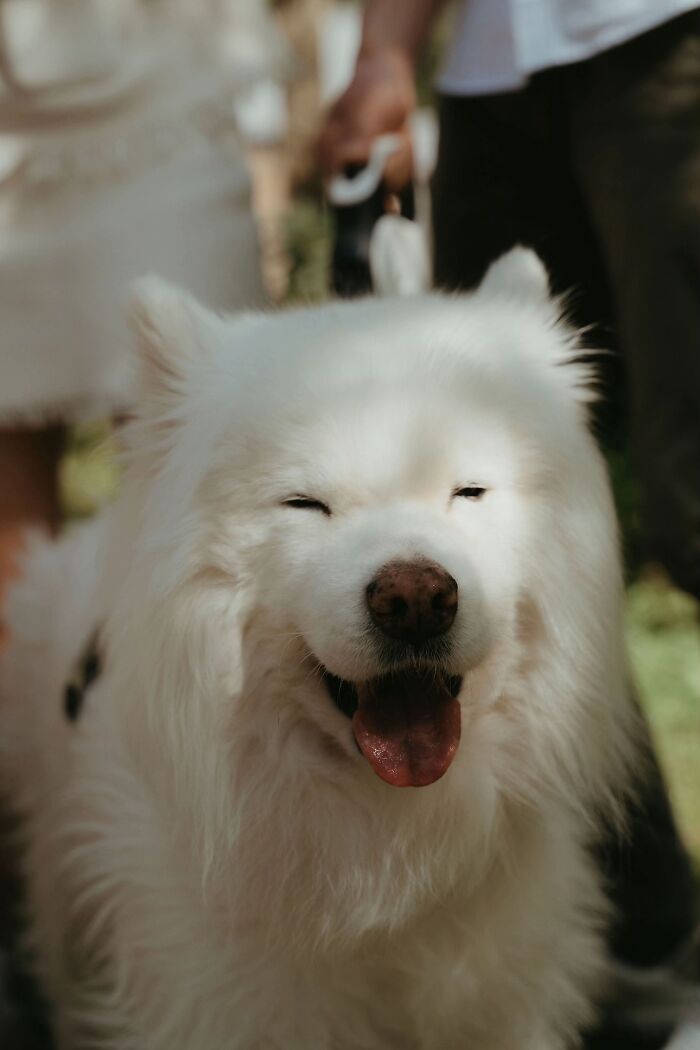 A happy, smiling fluffy white dog close-up, illustrating joyful life stories with pets