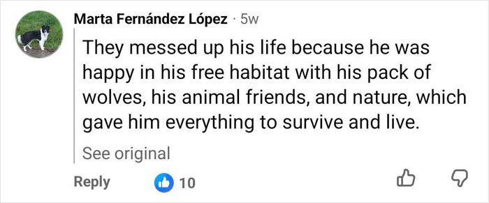 A user comment discussing Marcos Rodríguez Pantoja raised by wolves in a free habitat A user comment discussing Marcos Rodríguez Pantoja raised by wolves in a free habitat