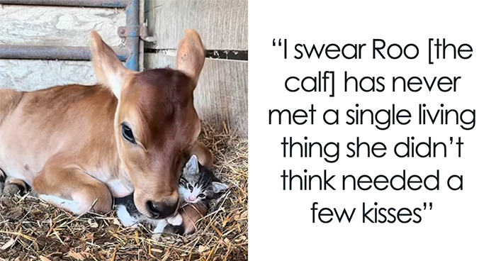 Farm Owner Witness Tiny Kitten Has Picked A Calf As His Guardian, And Viewers Can’t Get Enough