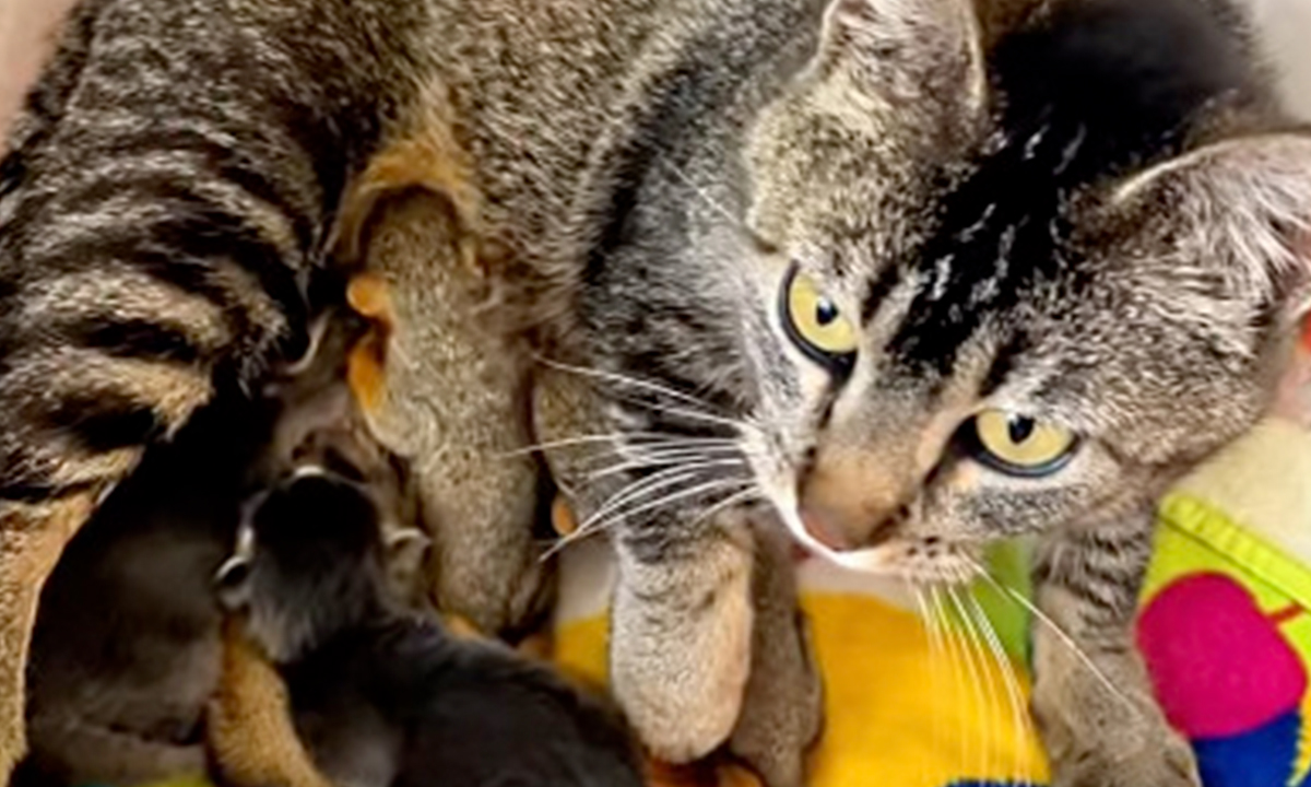 Mother Cat Who Lost Her Kittens Takes In Two Orphaned Baby Squirrels In A Heartwarming Viral Video