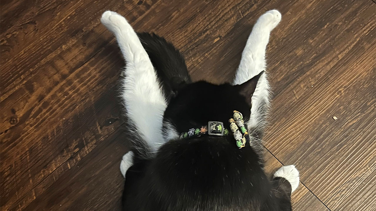 73 Cat Lovers Shared Their Pets’ Most Ridiculous Positions In This Viral Threads Thread