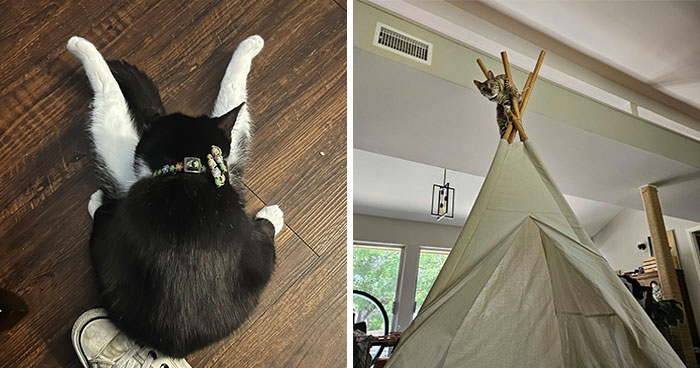 73 People Shared The Weirdest And Funniest Positions Their Cats Have Been Found In