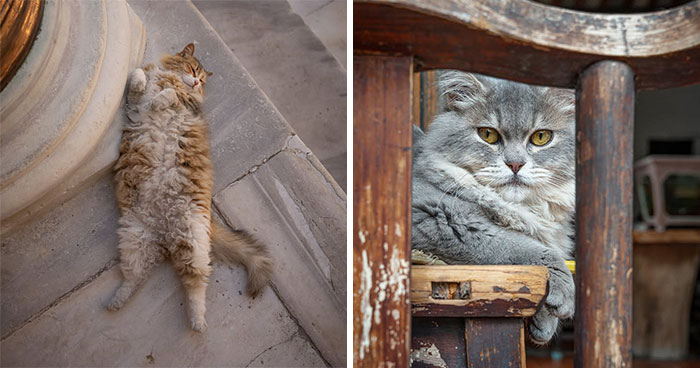 These 26 Photos By Marcel Heijnen Show Why Street Cats Belong In Every City Scene