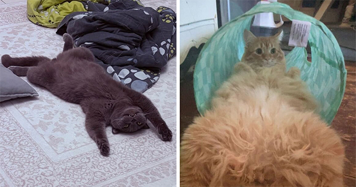 Someone Started A Threads Discussion, And These 45 Cats Took Weird Sleeping Positions Too Far