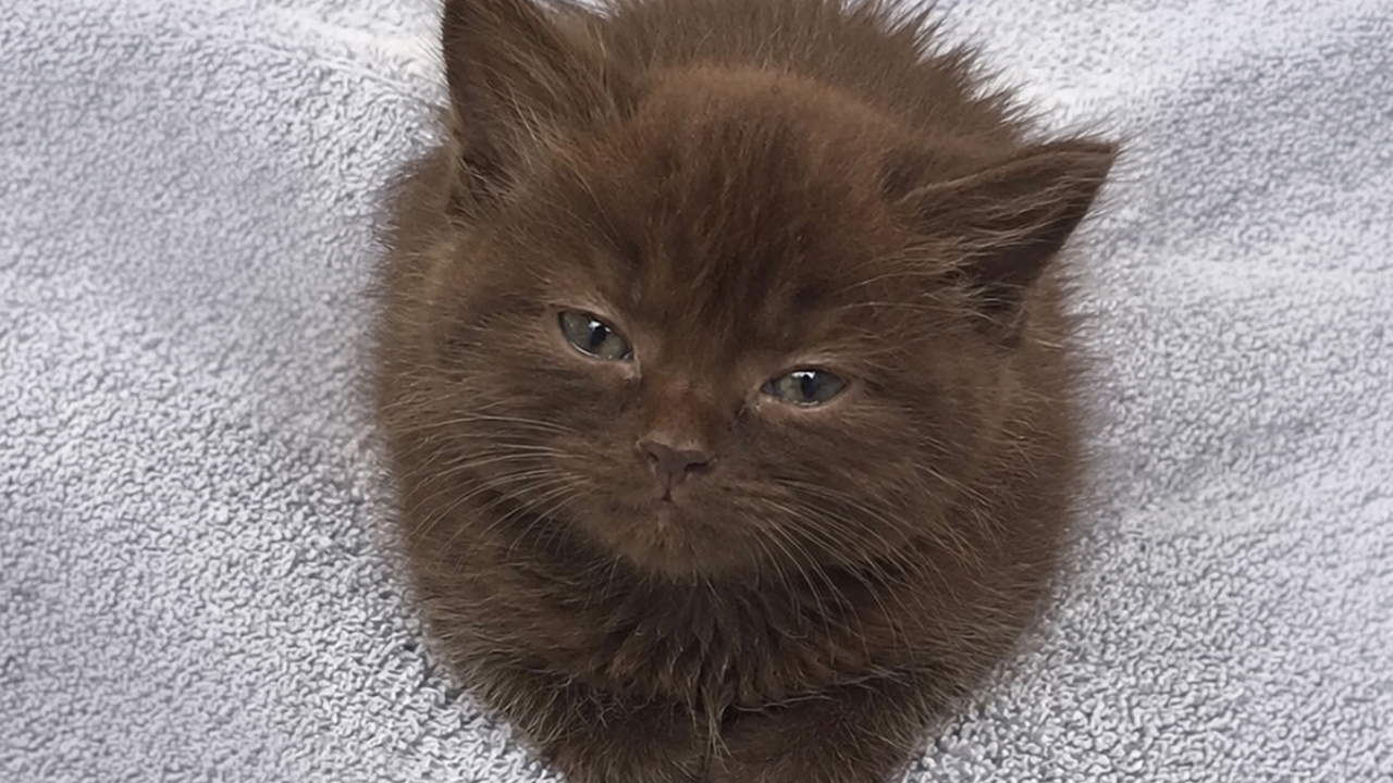 21 Cats With Surprisingly Accurate Food Doppelgängers, As Shared By This Page