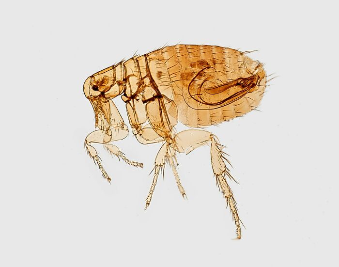Microscopic close-up of a flea insect on white background