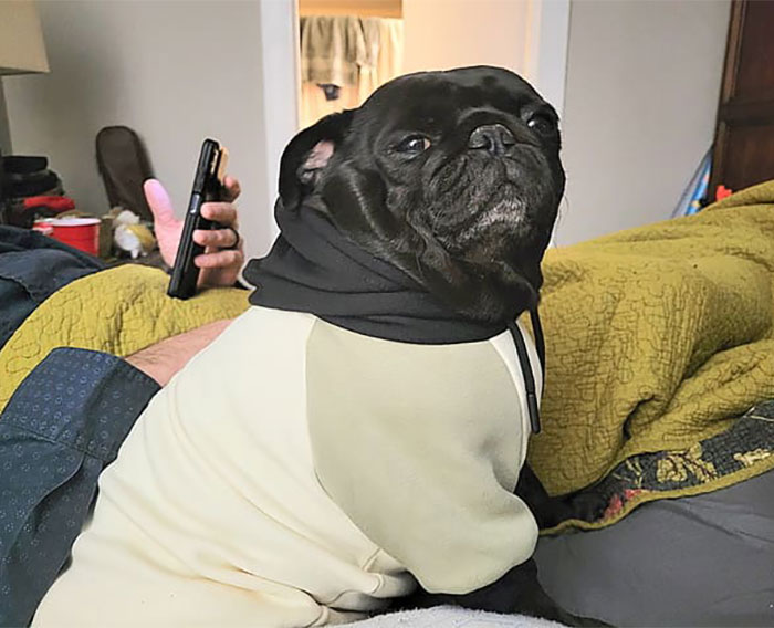 Black pug wearing a hoodie after a vet employee secretly takes dog home Black pug wearing a hoodie after a vet employee secretly takes dog home