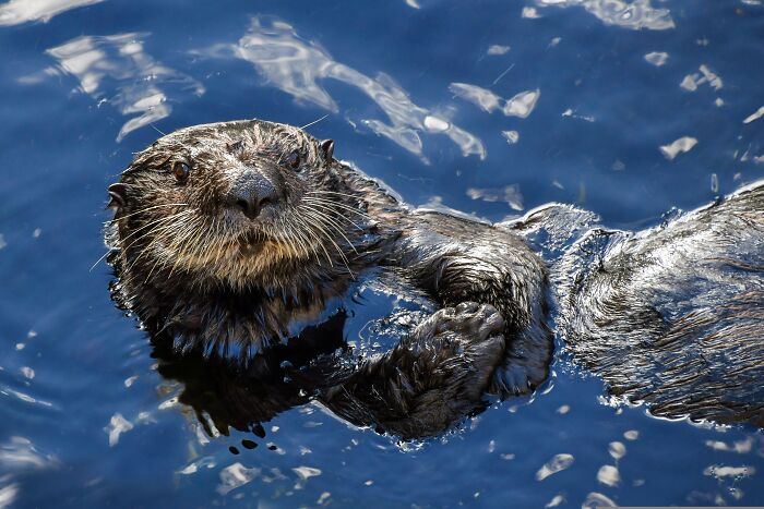 A cute sea otter floats on its back in the blue water, showing its resting habit to stay warm. A cute sea otter floats on its back in the blue water, showing its resting habit to stay warm.