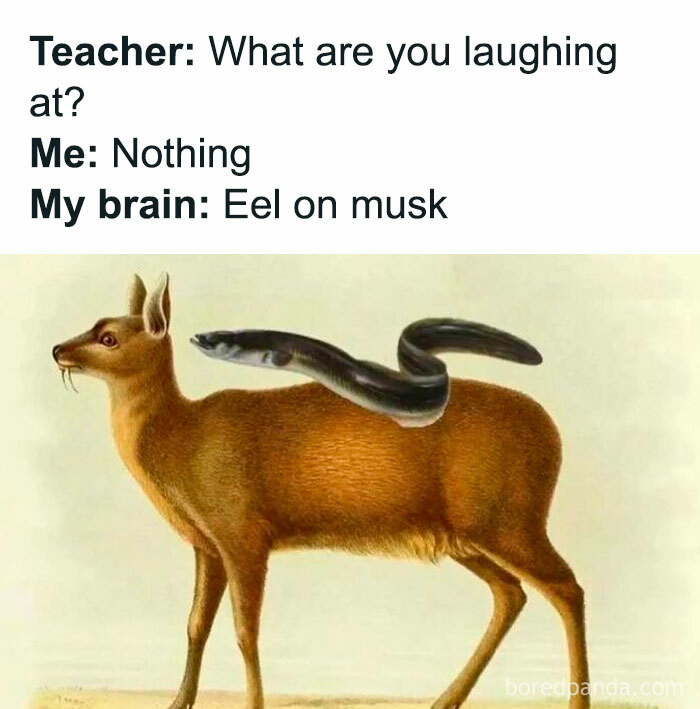A hilarious history meme showing an eel on a musk deer illustrating a silly pun