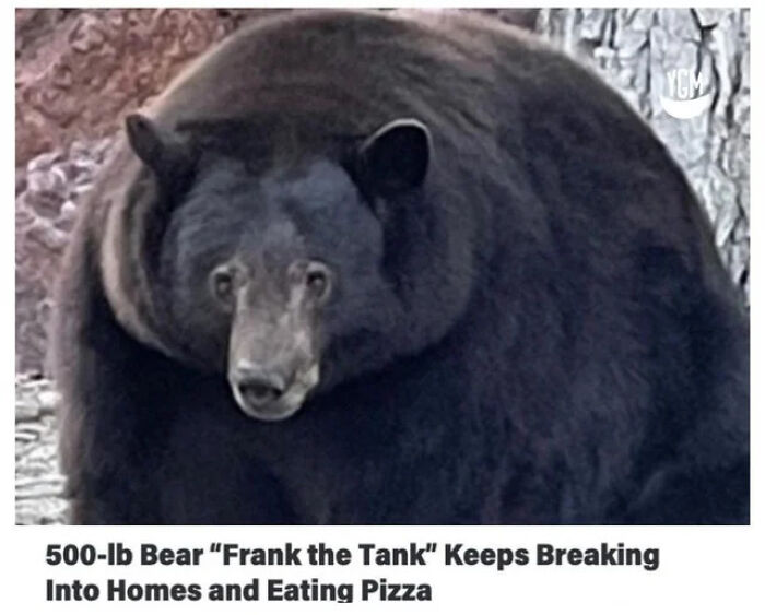 A very large, round black bear sitting outside as an unhinged news headline about Frank the Tank