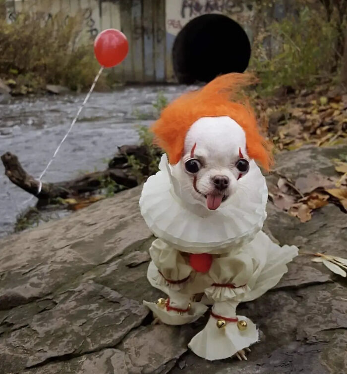 Chihuahua in a Pennywise clown pet Halloween costume sitting near a drainage pipe with a red balloon.