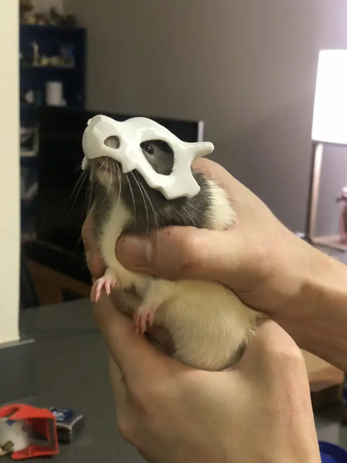 Pet rat wearing a tiny Cubone skull mask as a creative pet Halloween costume.