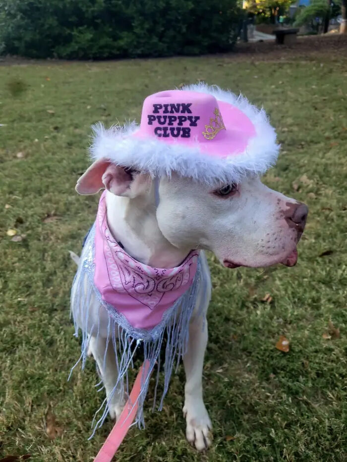 White dog dressed in a pink cowgirl hat and bandana for a creative pet Halloween costume.