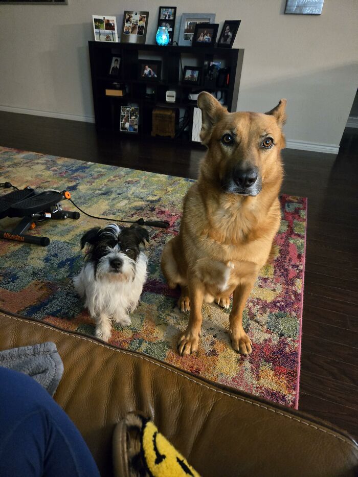 Two dogs sitting on colorful rug inside house near furniture