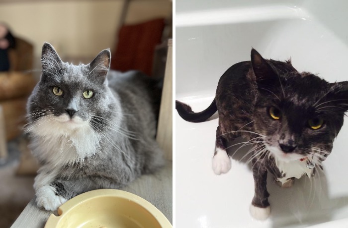 Regal grey and white cat calmly resting and same cat looking wet and grumpy in bathtub