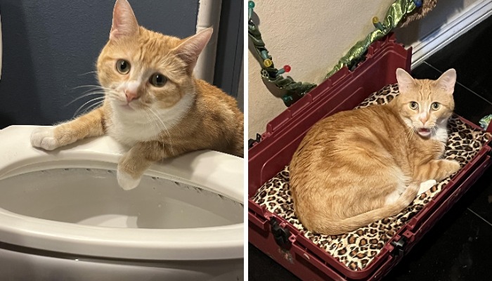 Cute orange and white cat perched on toilet and same cat showing silly expression in suitcase
