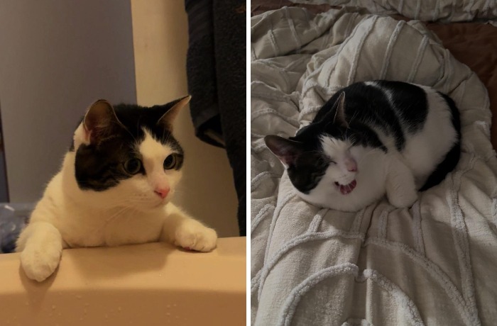 Black and white cat with alert and funny expressions indoors