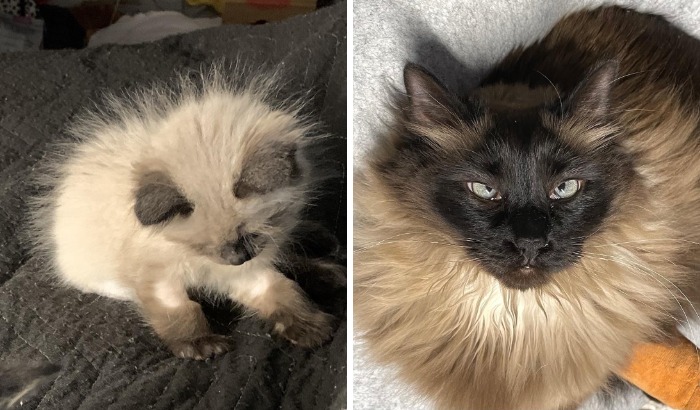 Fluffy kitten and adult cat with contrasting fur poses indoors
