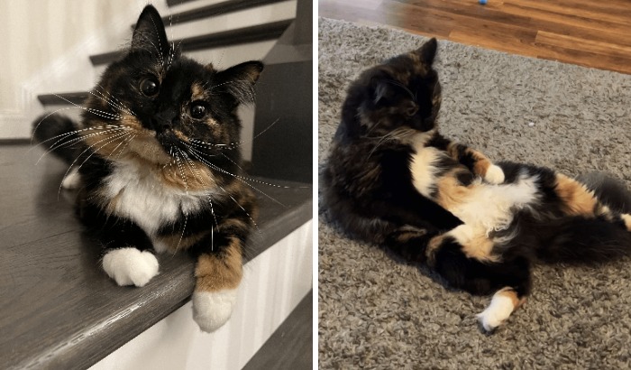 Tortoiseshell cat showing elegant and clumsy poses indoors