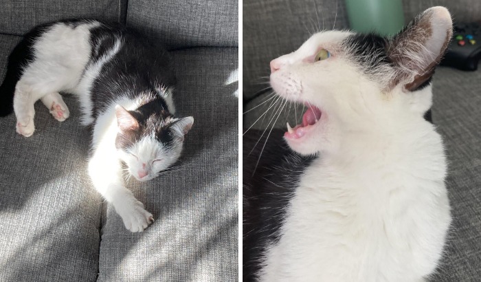 Majestic white and black cat sleeping and yelling beside each other on a couch