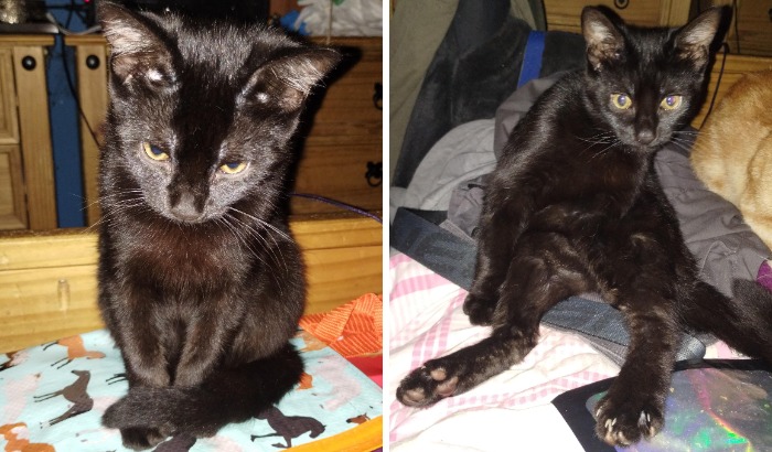 Black cat sitting neatly and the same cat sitting awkwardly on a bed