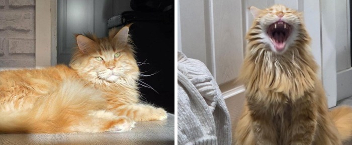 Majestic fluffy orange cat lying in sunlight beside least flattering yawning photo