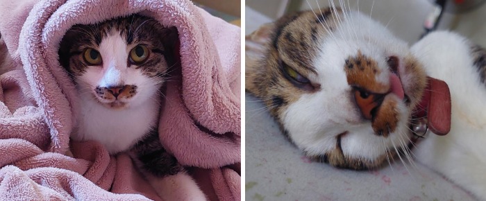 Majestic cat wrapped in pink blanket next to silly cat with tongue out lying down