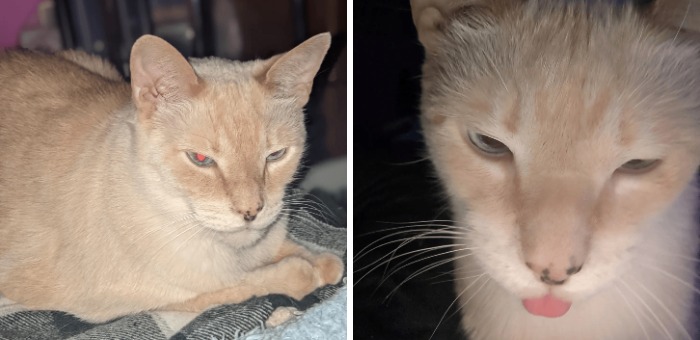 Regal cream-colored cat with piercing eyes and funny cat with tongue out close-up