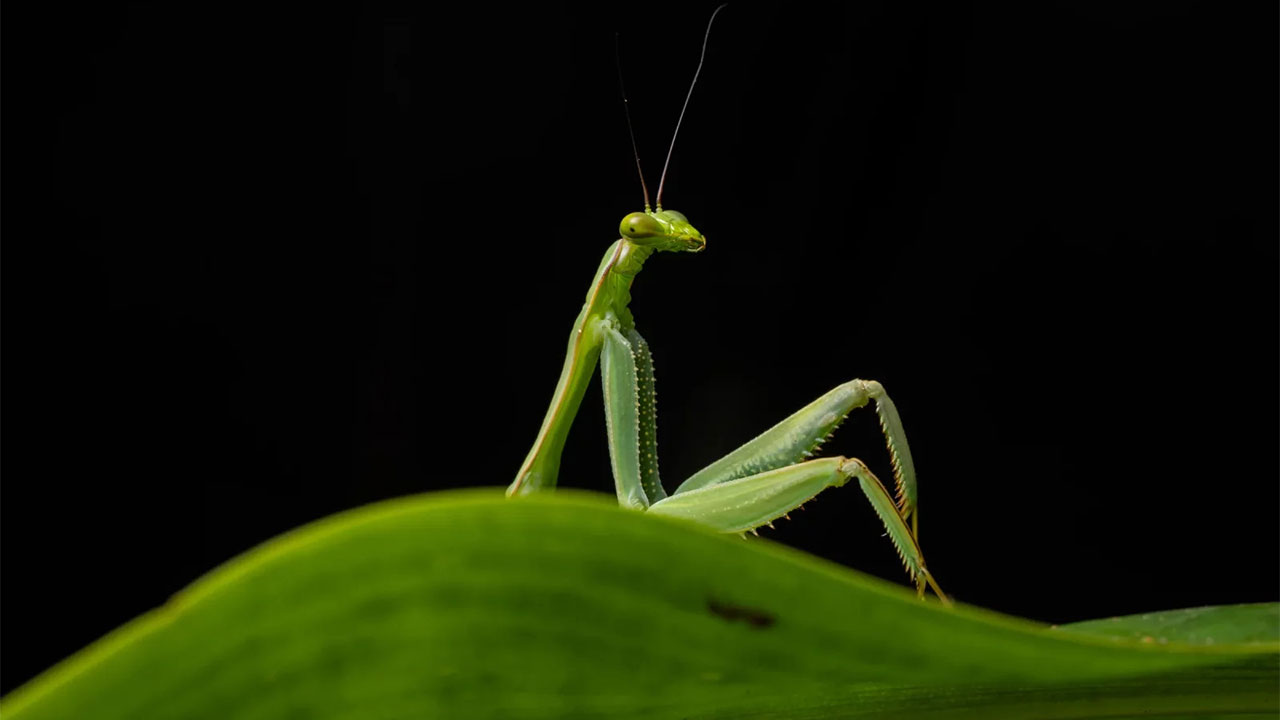 47 Of The Funniest Wildlife Photos From The 2026 Nikon Comedy Wildlife Awards Finalists