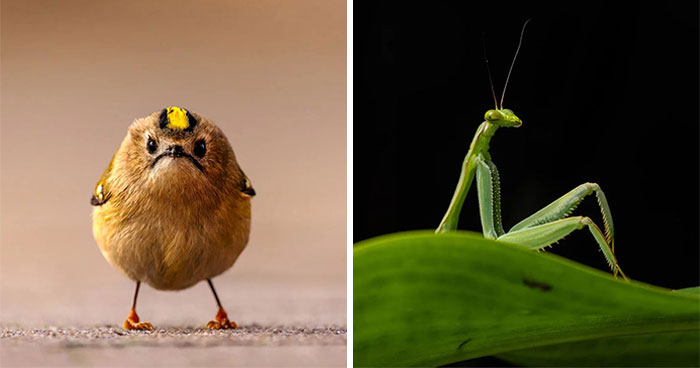 47 Of The Funniest Wildlife Photos Recognized By The 2026 Nikon Comedy Wildlife Awards