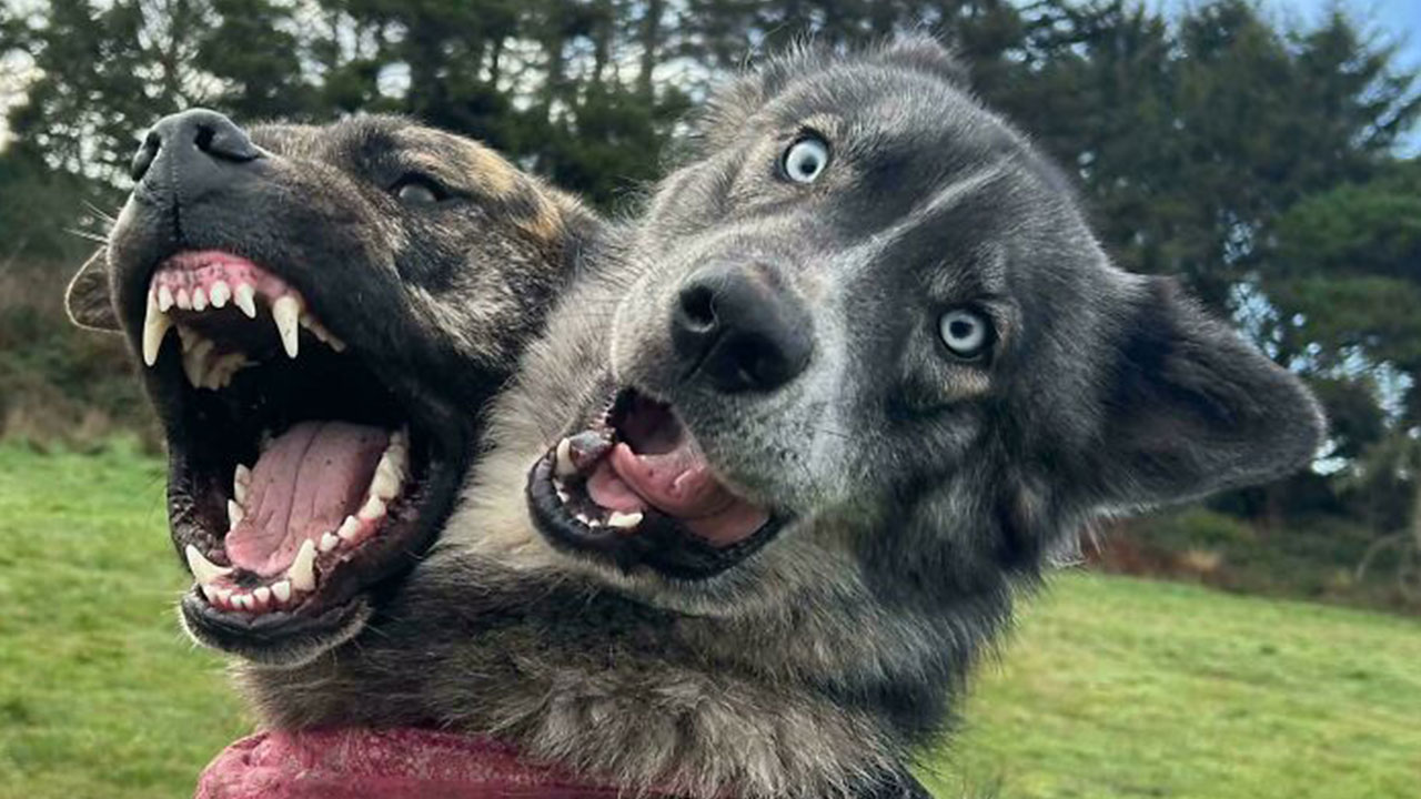 80 Photos Confusing The Eye In The Best Way, And Their Explanations Make Them Even More Amusing