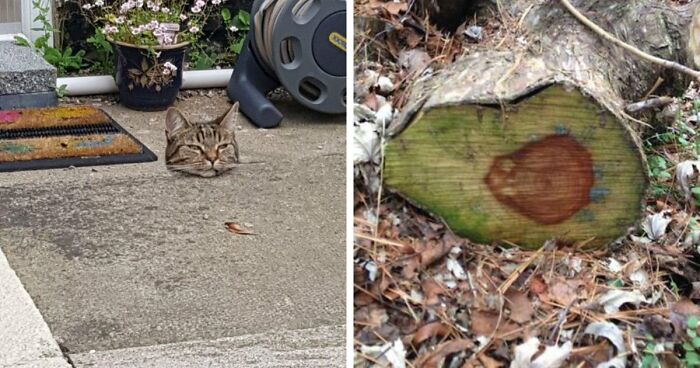 65 Photos So Perfectly Confusing That Even Your Second And Third Look Might Not Be Enough To Get It