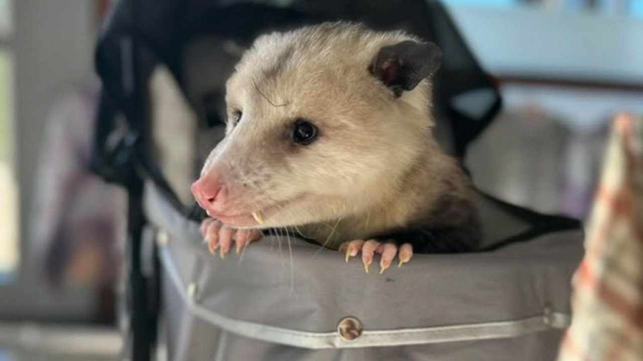 An Injured Opossum Survived Against All Odds, And Now He’s Teaching People To Love His Species