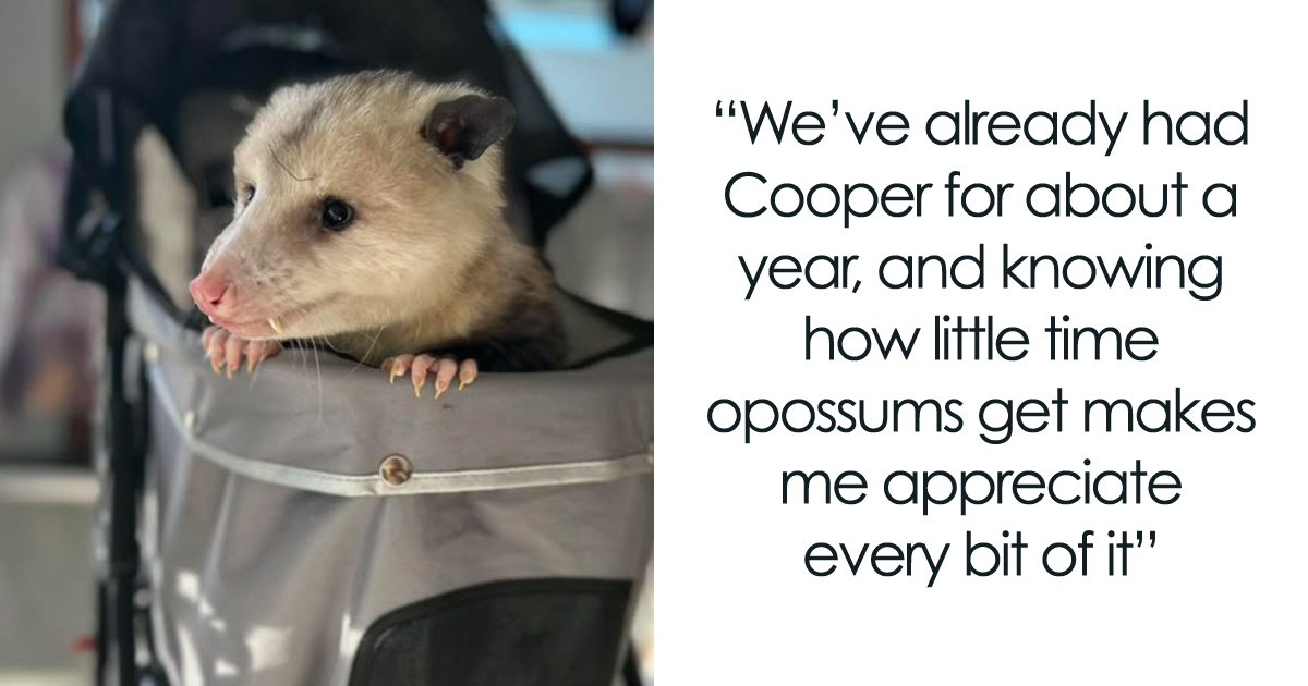 An Injured Opossum Survived Against All Odds, And Now He’s Teaching People To Love His Species