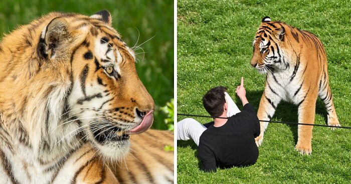 Fate Of Tiger That Mauled Man After He Entered Its Enclosure Finally Revealed
