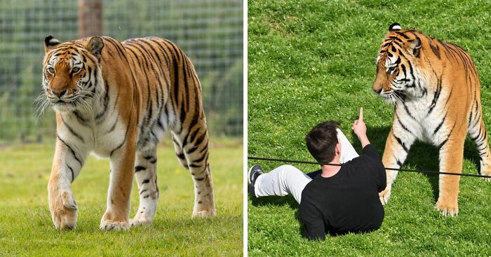 New Witness Accounts Reveal Chilling Details Surrounding Man’s Final Moments At Tiger Enclosure
